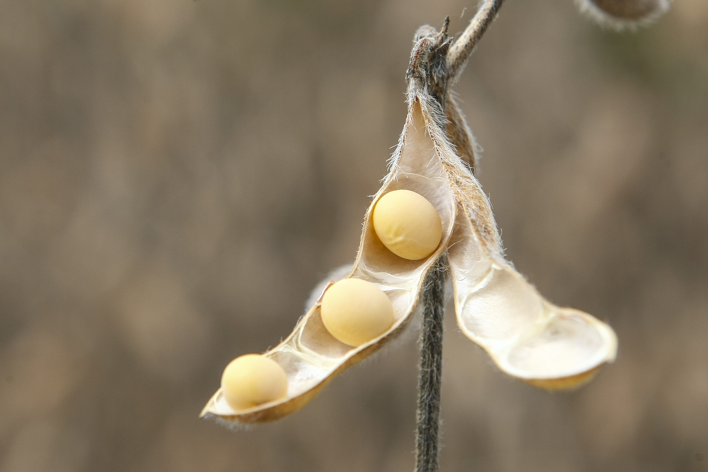 A nova semente da Bayer conta com um gene que torna a planta resistente ao herbicida Liberty Link, à base de glufosinato de amônio. | ANDRE RODRIGUES/Gazeta do Povo