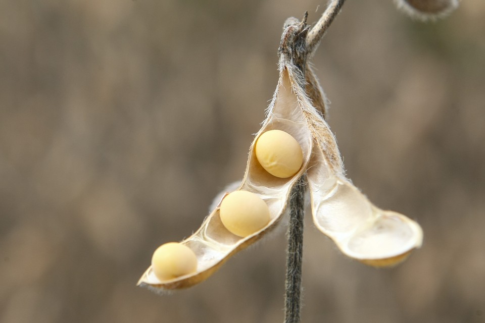 A nova semente da Bayer conta com um gene que torna a planta resistente ao herbicida Liberty Link, à base de glufosinato de amônio. | ANDRE RODRIGUES/Gazeta do Povo