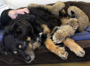 Filhotes recém-nascidos recebem conforto e calor do cão Blakely | Reprodução/The Cincinnati Zoo and Botanical Garden