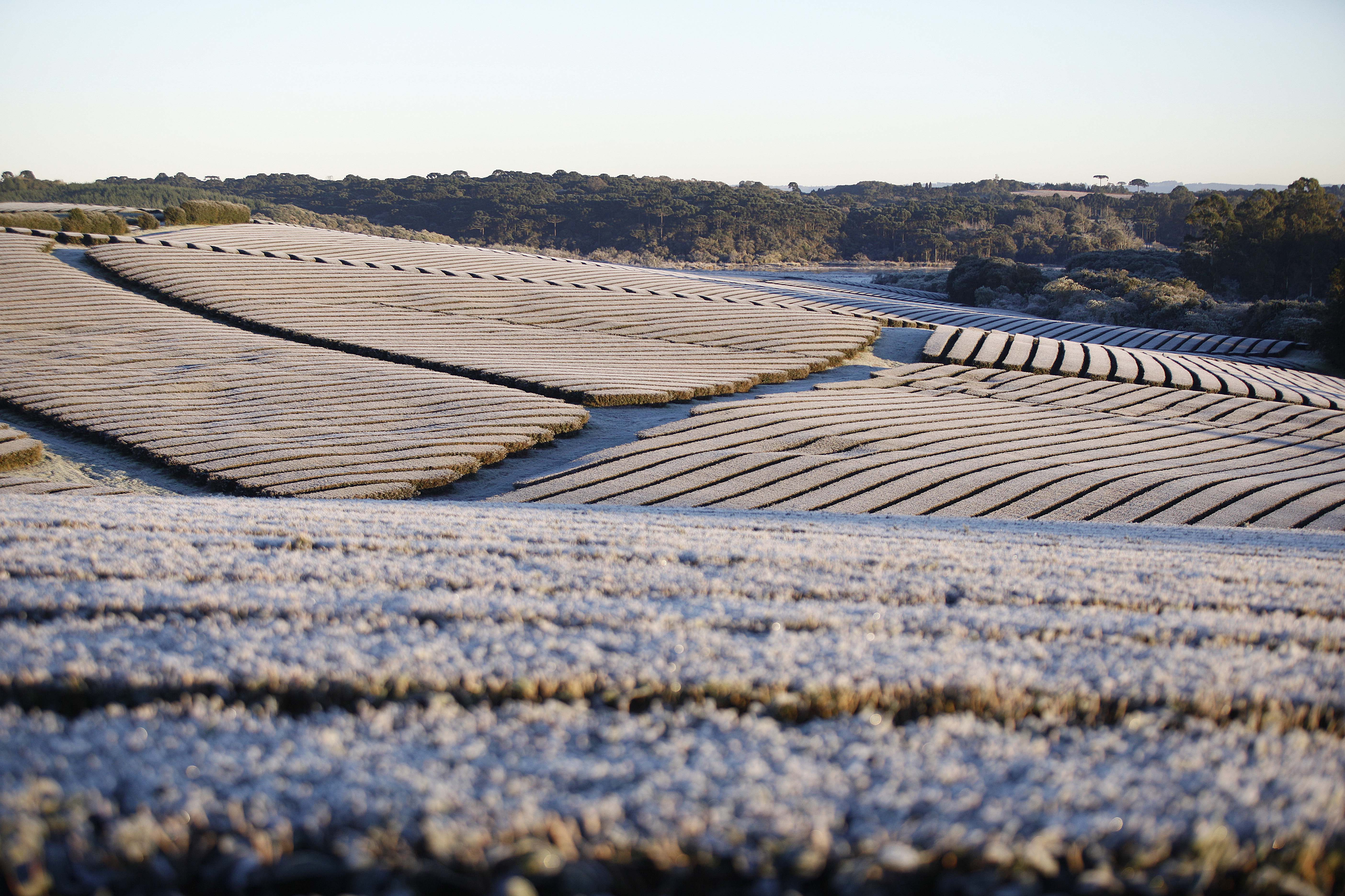 Inverno neutro promete geada precoce no Paraná em 2016, podendo ameaçar campos de segunda safra. | JONATHAN CAMPOS/Gazeta do Povo