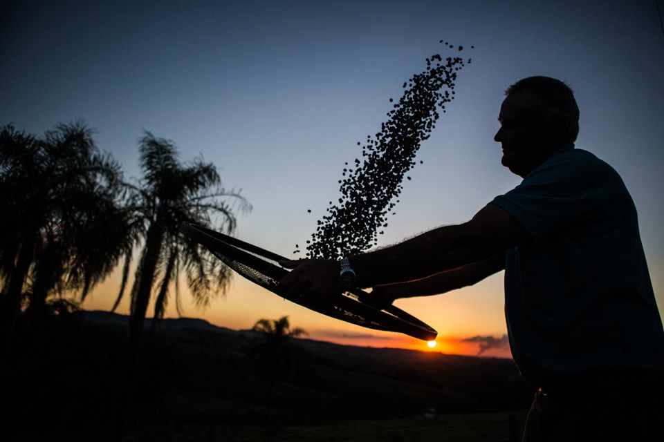 A empresa ganhou musculatura nos anos 60, com a comercialização de café robusta (usado na produção de café solúvel) e começou seu processo de internacionalização nos anos 70, estimulado pelo governo federal. | BRUNNO COVELLO/Gazeta do Povo