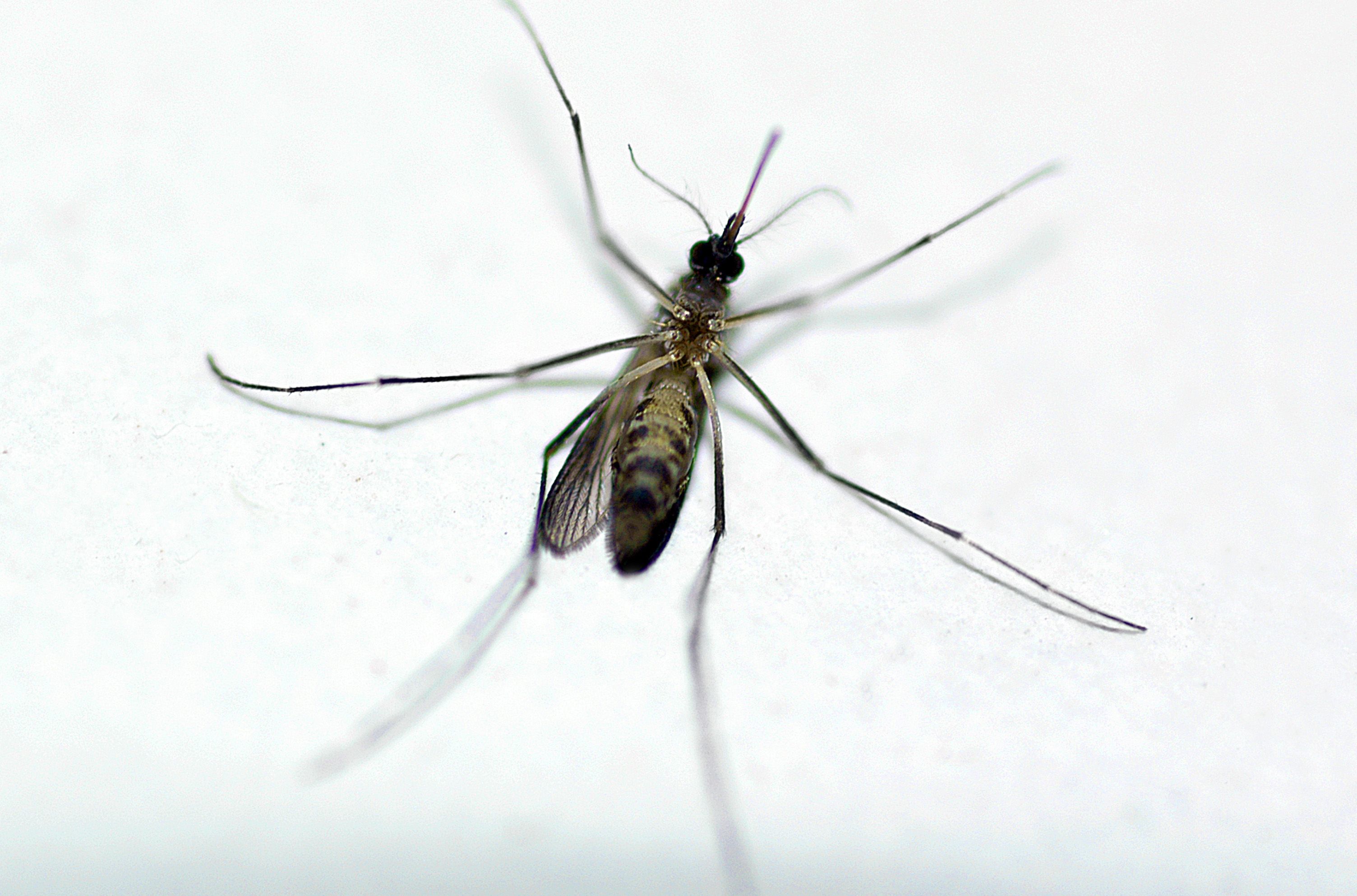  | Raul Santana/Fiocruz Imagens