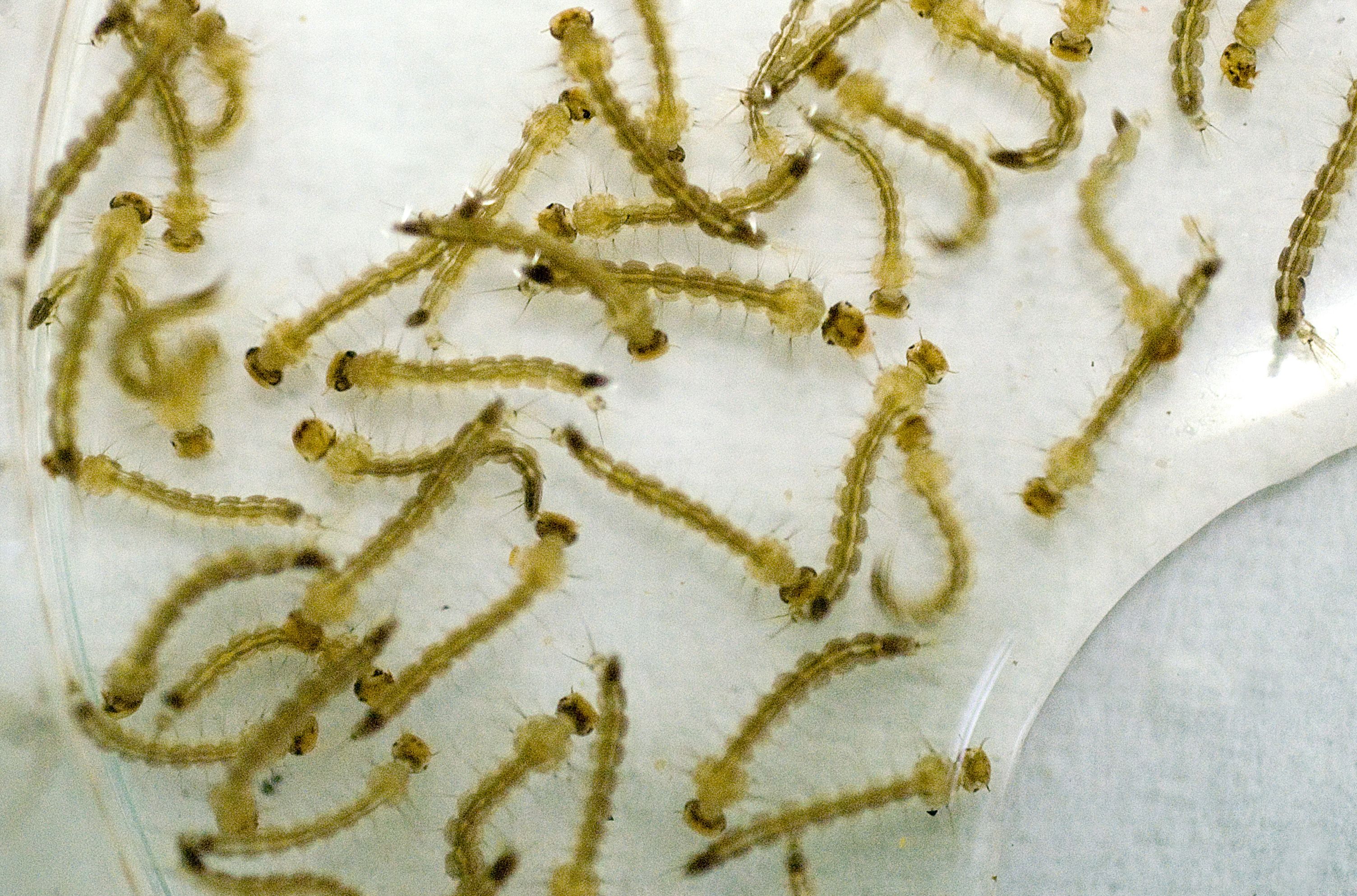 | Raul Santana/Fiocruz Imagens