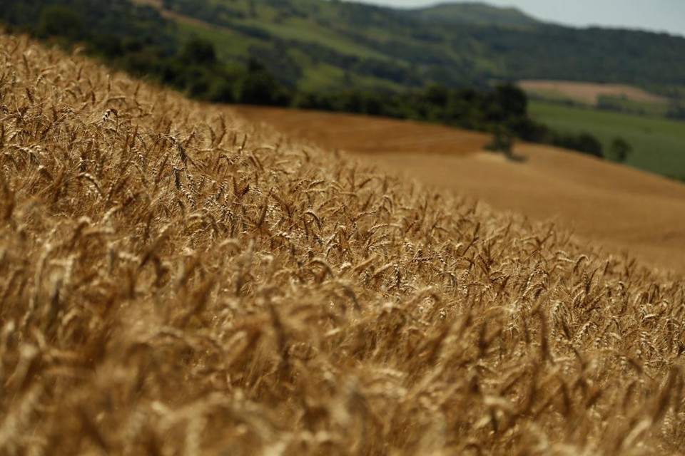 O país consome atualmente 11 milhões de toneladas de trigo, mas produz menos da metade. | Marcelo Andrade/Gazeta do Povo