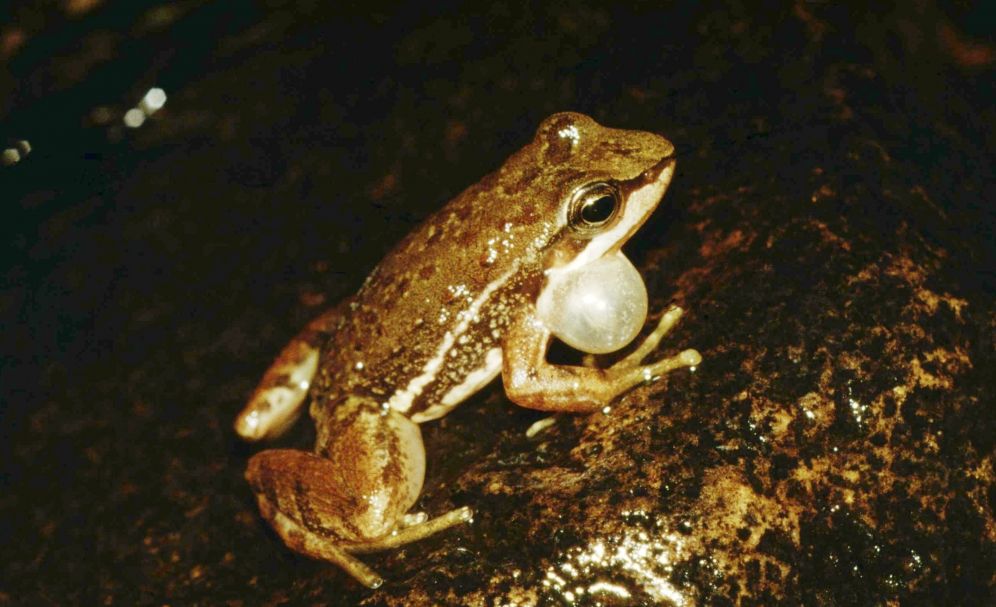 A rãzinha-da-correnteza canta e dança: animal tem 18 novos tipos de comportamento identificados | Unesp/Divulgação