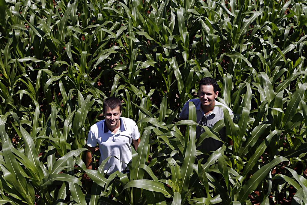 Com preços favoráveis, Helder Lauer e Jean Lazzarotto apostam alto no plantio de milho safrinha. | Albari Rosa / Gazeta do Povo