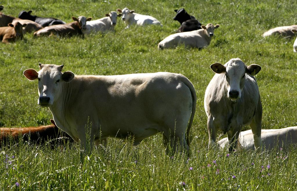 Rebanho no Paraná começa a receber as vacinas a partir de maio | HUGO HARADA/GAZETA DO POVO
