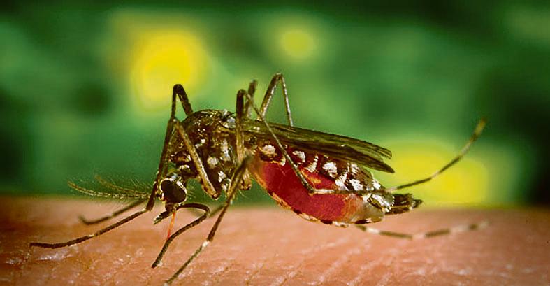 | CDC Organization/James Gathany