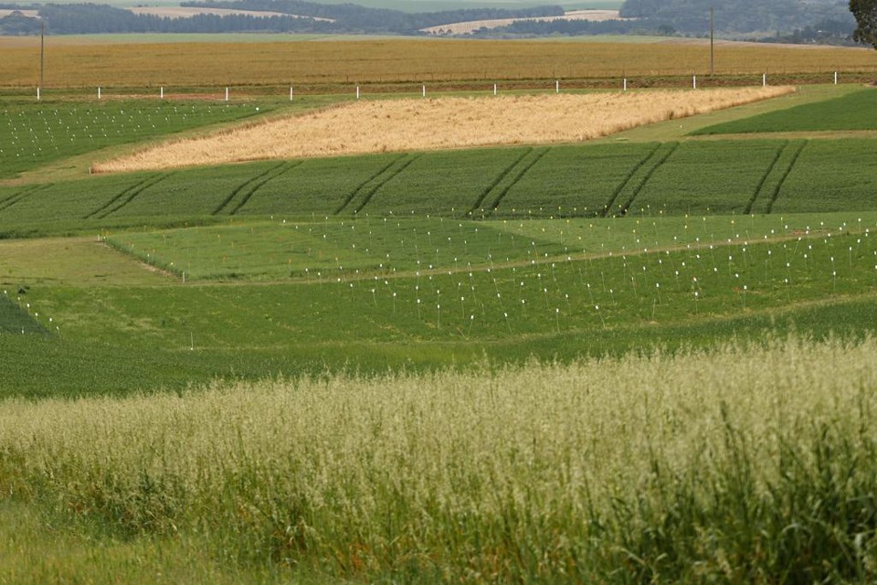 Uma fonte do Ministério da Agricultura avalia que a falta de uma lei que permita a aquisição ou arrendamento por estrangeiros não vai afetar o desempenho dos títulos indexados em dólar. | Josue Teixeira/Gazeta do Povo