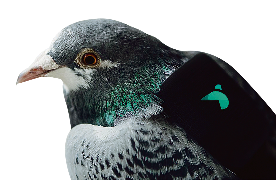 Pombo leva uma “mochilinha” nas costas, para medir a qualidade do ar | Plume Labs/Divulgação