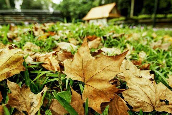 Outono da capital Paranaense no Bosque do Papa - Foto: Antônio More / Gazeta do Povo | 