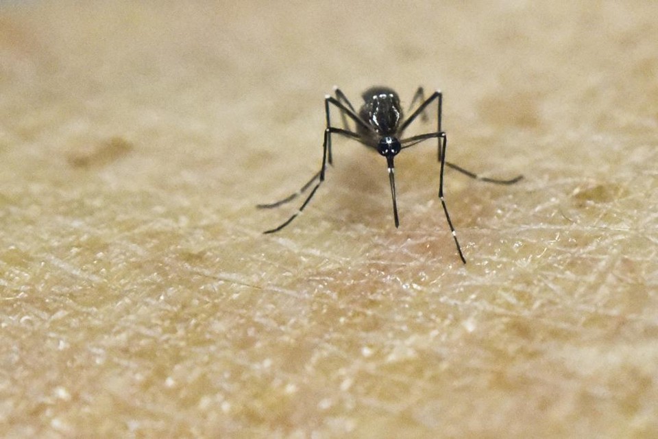 Para o especialista, a diversidade de vírus transmitidos por mosquitos reforça a importância de combate aos criadouros. | LUIS ROBAYO/AFP