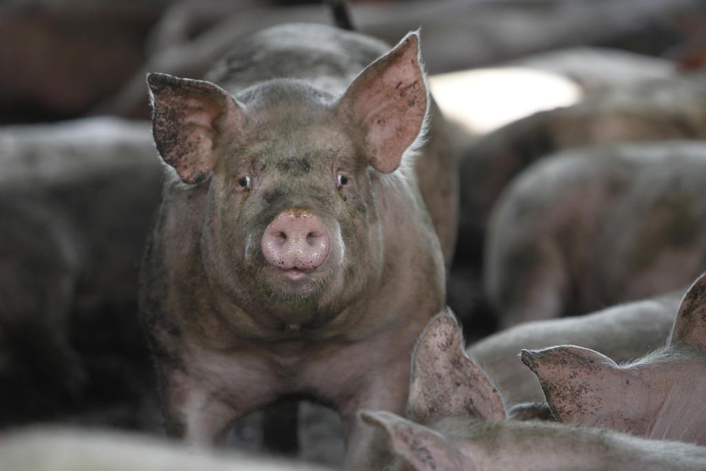 Alto custo de produção e baixo preço da carne inviabilizam a atividade | Jonathan Campos/gazeta