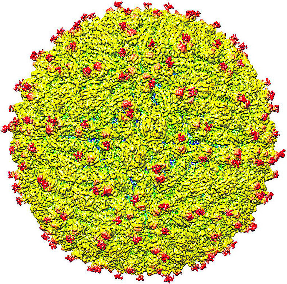  | Purdue University /Courtesy of Kuhn and Rossmann research groups
