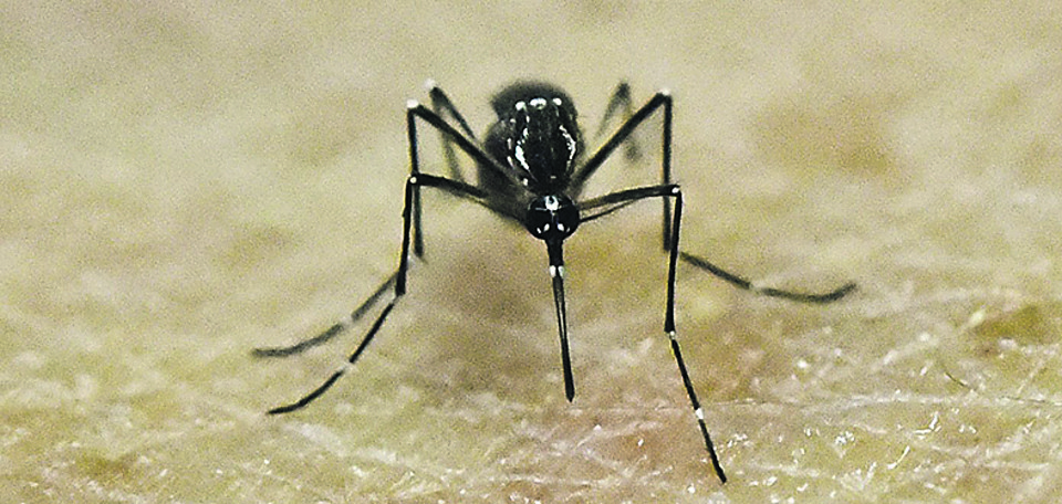 No Brasil, vírus se espalhou com ajuda do Aedes aegypti. | Luis Robauyo
/AFP