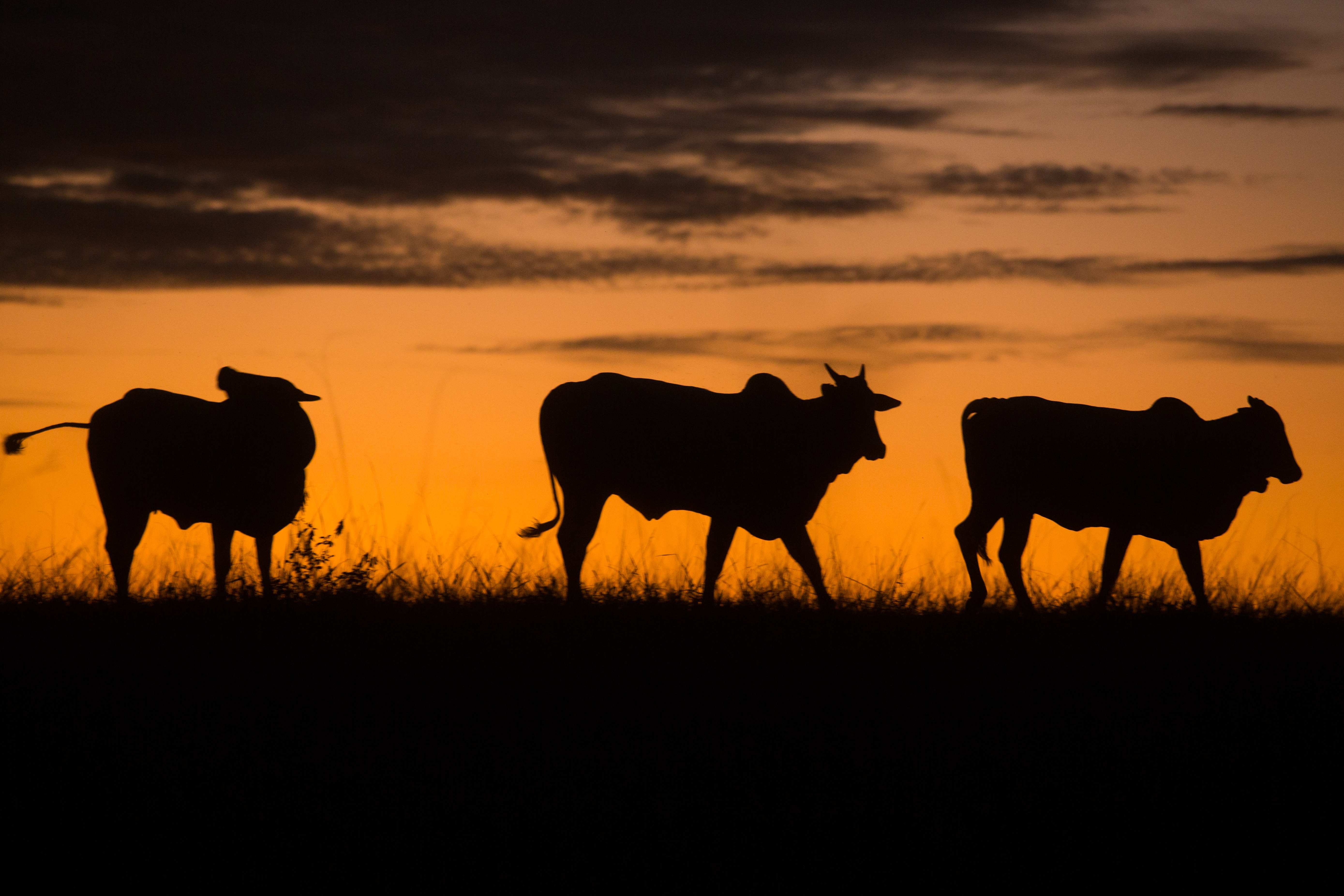 A Cargill disse que vem trabalhando com acadêmicos e pecuaristas para encontrar alternativas aos antibióticos e maneiras diferentes de criar os animais que reduzam a dependência dessas drogas. | Brunno Covello/Gazeta do Povo