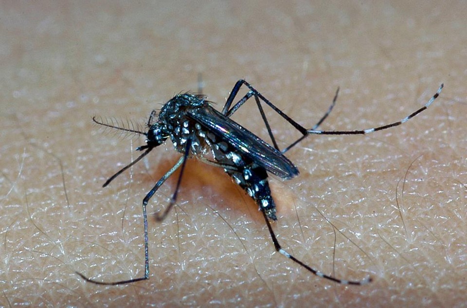 Embora o vírus tenha sido identificado no pernilongo comum, o Aedes aegypti (foto) é o transmissor “oficial” da doença. Os cientistas ainda precisam verificar se o Culex tem capacidade de ser infectado e infectar o ser humano naturalmente. | Raul Santana/Fiocruz Imagens