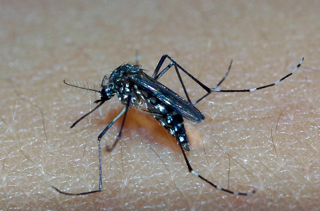 Embora o vírus tenha sido identificado no pernilongo comum, o Aedes aegypti (foto) é o transmissor “oficial” da doença. Os cientistas ainda precisam verificar se o Culex tem capacidade de ser infectado e infectar o ser humano naturalmente.