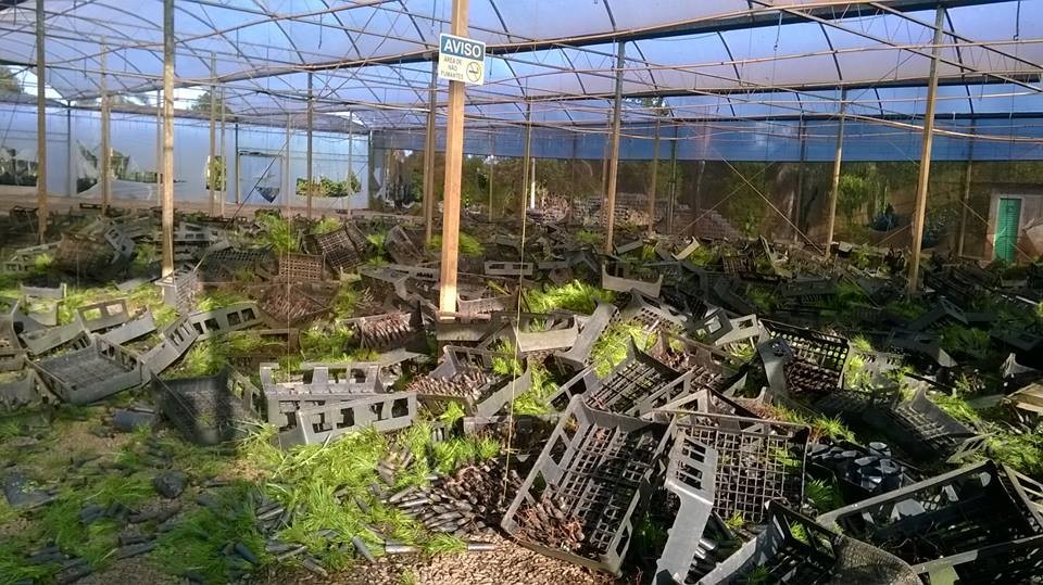 Integrantes do MST destruíram viveiros e estufas da Araupel | Araupel/Divulgação