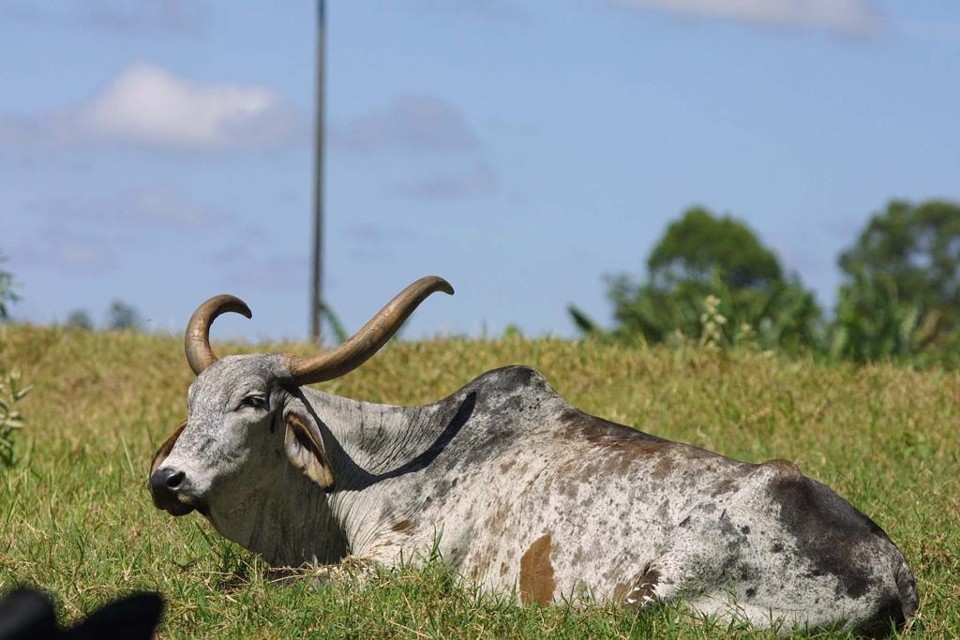 O preço da recria deve se manter em alta este ano e, com o aumento do custo do confinamento, a arroba pode aumentar. | Ivonaldo Alexandre/Gazeta do Povo