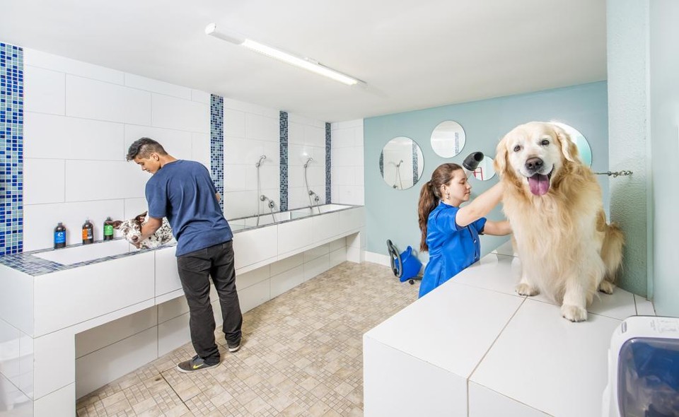 De creches a agências de viagens, serviços para pets se especializam. | Letícia Akemi/Gazeta do Povo