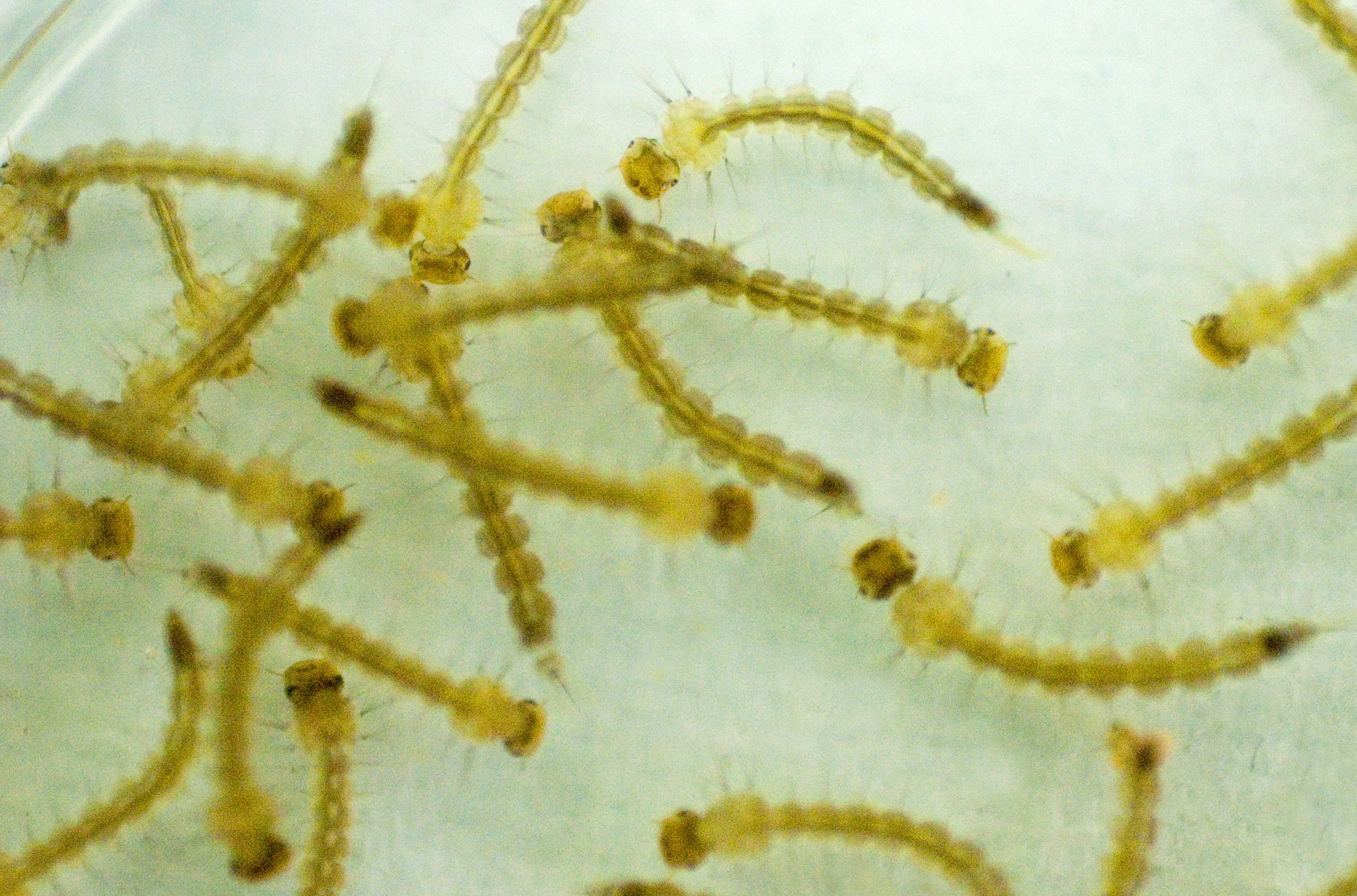 | Raul Santana/Fiocruz Imagens