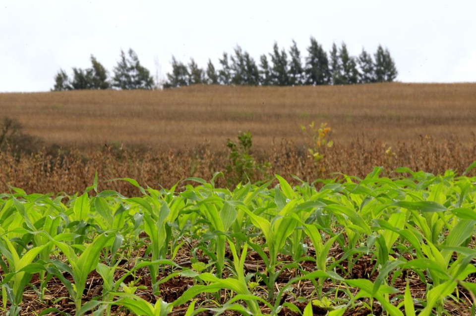 As chuvas no início do ano preocupam os produtores de milho, especialmente no Norte e Noroeste do estado. Campos com soja remanescente disputam espaço para receber o cereal. | Pedro Serapio/Gazeta do Povo
