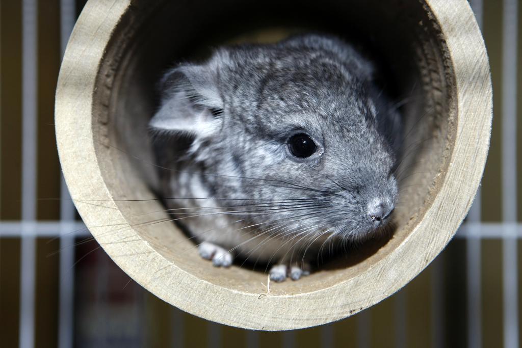 O estado é o segundo maior produtor de pele a partir do abate de chinchilas, cerca de 20% da produção nacional. | HENRY MILLEO / Gazeta do Povo
