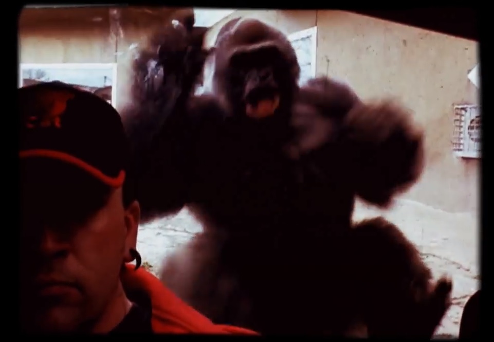 Vídeo mostra gorila se lançando em vidro de proteção no Zoológico de Omaha, nos Estados Unidos. | Reprodução/Amanda Bigges/ Youtube