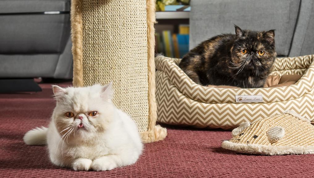 | Letícia Akemi/Gazeta do Povo