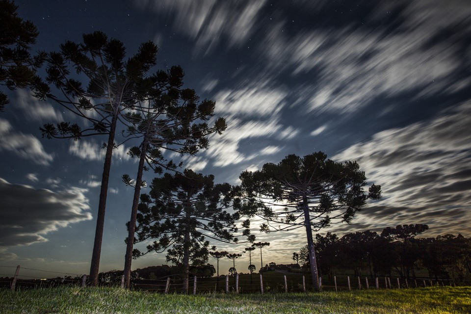 Na sabedoria popular acredita-se que quando a araucária deixa cair as folhas no silêncio da noite trata-se de um prenúncio de seca. | Daniel Castellano/Gazeta do Povo