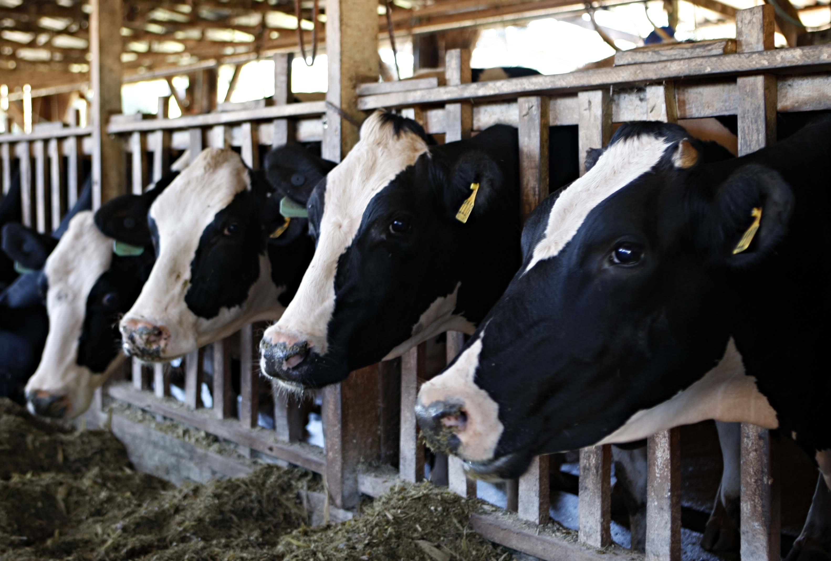 Iniciativa quer garantir preços rentáveis aos produtores e manter abastecimento | GAZETA/GAZETA