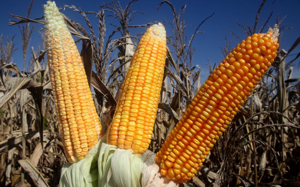 Milho safrinha: chuva apenas na próxima semana. | Arquivo/ Gazeta
do Povo