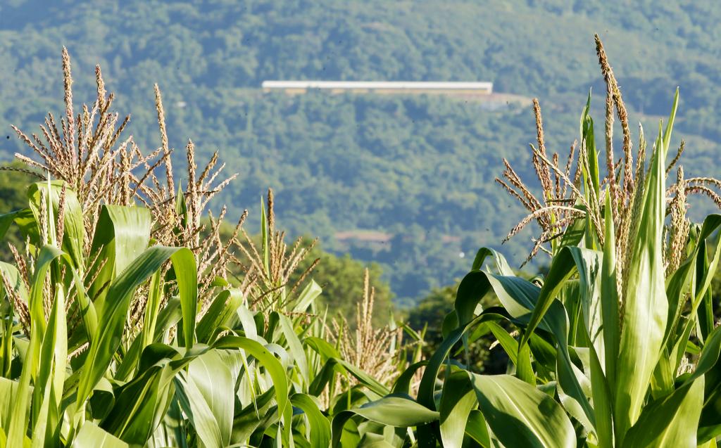 O cenário atual é bem diferente do de 2015, ano que o país atingiu o recorde de exportações de milho. | Hugo Harada/Gazeta do Povo