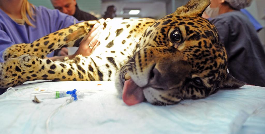 Angelina durante uma cirurgia no ano passado | Everson Bressan/SMCS