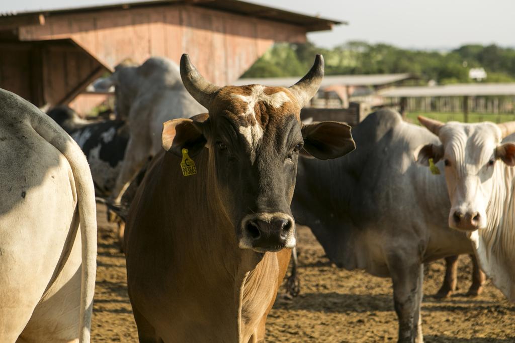 Enquanto em 2000 havia 171 milhões de cabeças de gado no Brasil, em 2015 o número fechou em 214 milhões | Marcelo Andrade/Gazeta do Povo