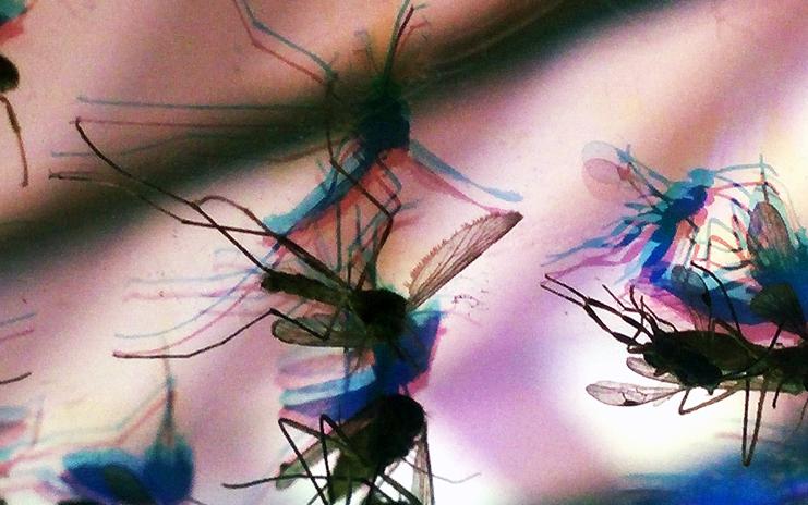 | Fernanda Carvalho/Fotos Públicas