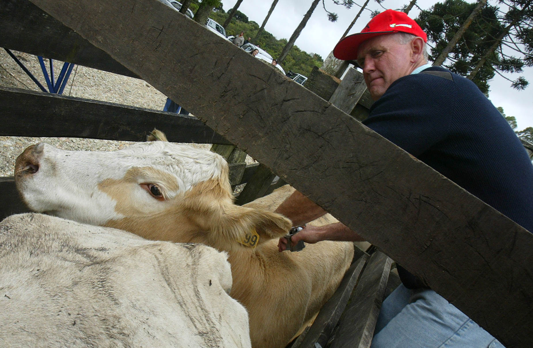 A expectativa do Governo do Estado é que 4,1 milhões de cabeças sejam vacinadas ate 31 de maio | RODOLFO BUHRER/Agência de Notícias Gazeta do Povo