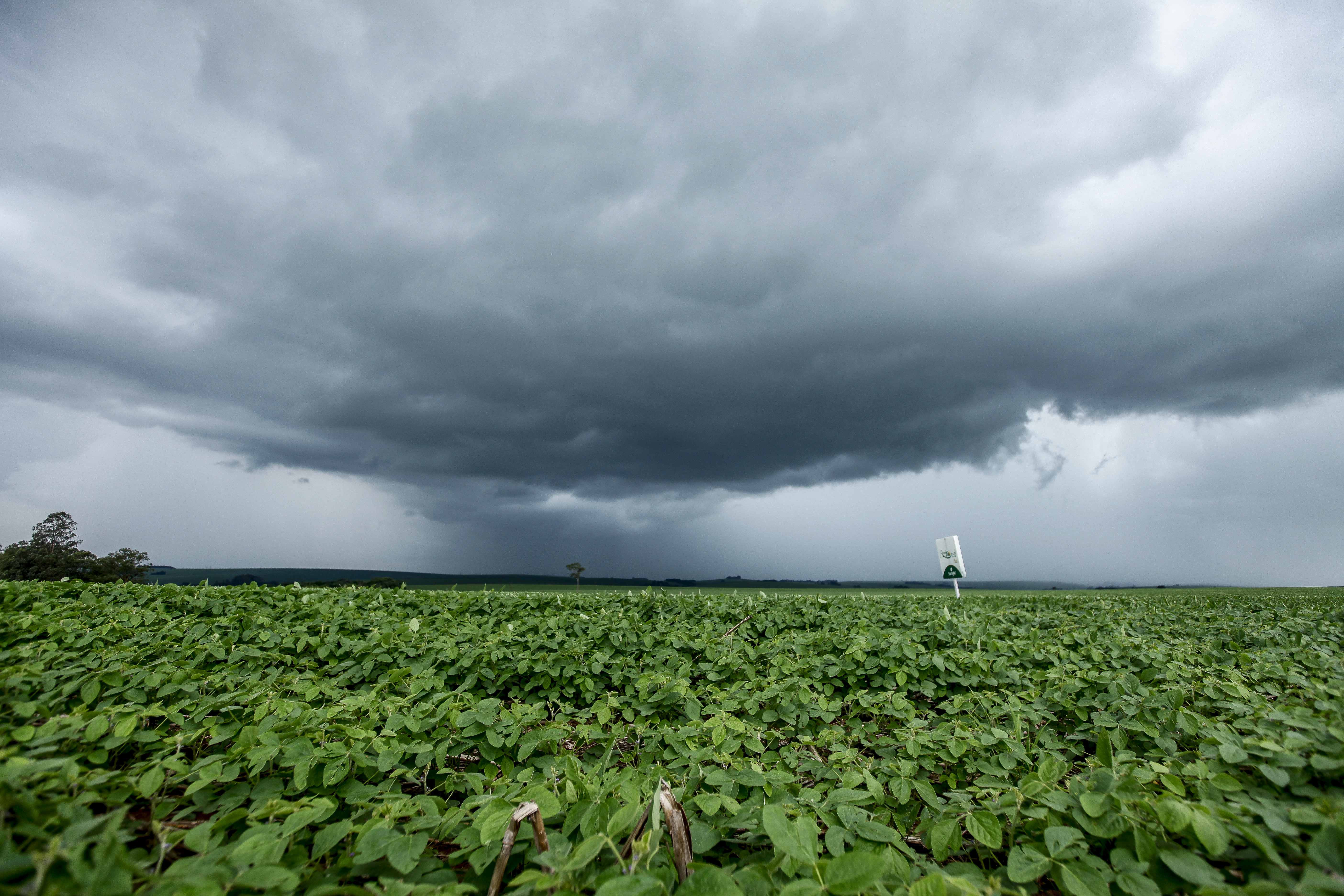 Os preços das terras agrícolas se desaceleraram nos últimos 12 meses, tornando os ativos brasileiros mais baratos, | André Rodrigues/Gazeta do Povo