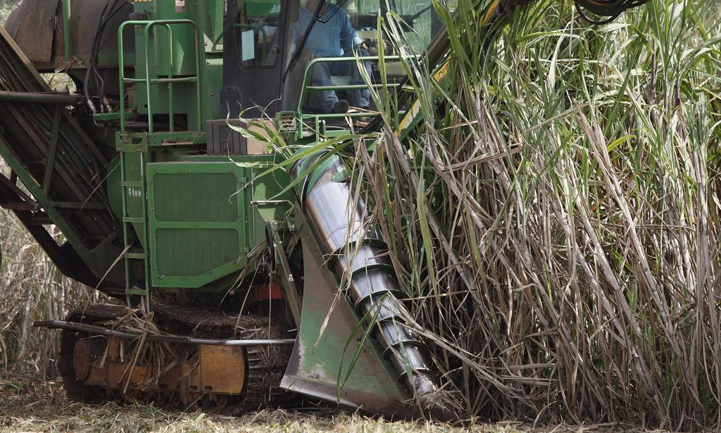 Aumento da produção de cana é decorrente do incremento na área plantada | HUGO HARADA/HUGO HARADA