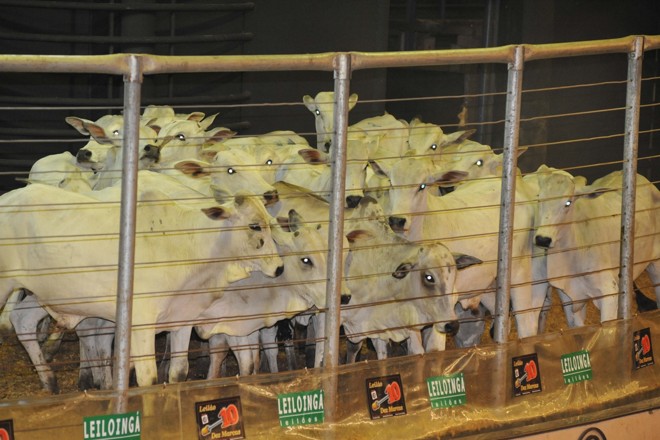 | E-mail: gilbertoabelha@yahoo.com