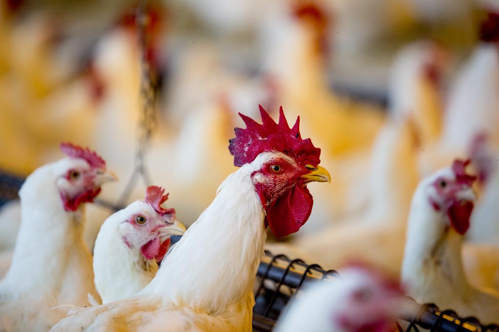 O modelo tradicional, com lâmpadas incandescentes, prejudica os animais, interferindo diretamente na estimulação de glândulas essenciais para produção de hormônios para chocar os ovos. | Lineu Filho
/Gazeta do Povo