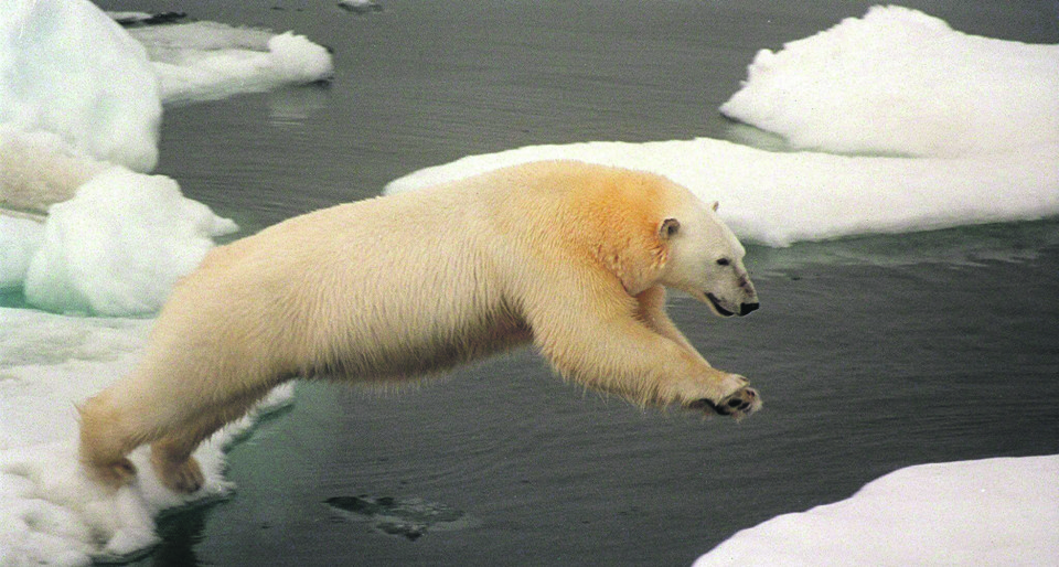 Mudanças climáticas não só ameaçam sobrevivência de espécies como o urso polar, como já prejudicam o mercado. Foto: pixabay | aa/GREENPEACE HO