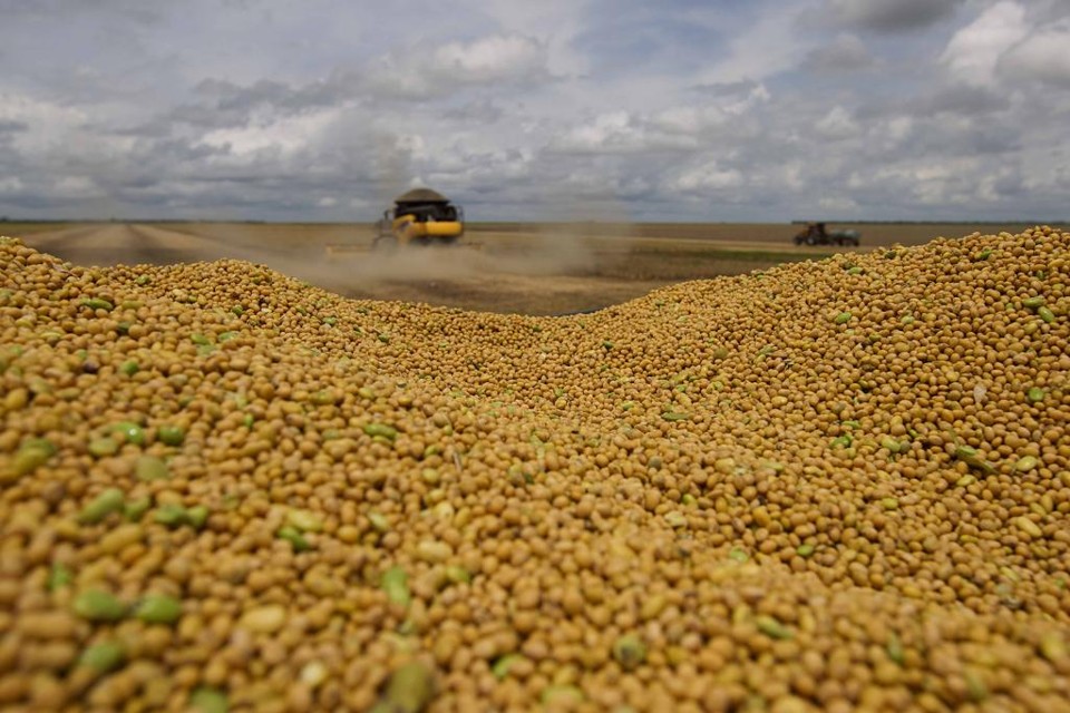 O balanço entre área e produtividade se repete no Paraná, segundo maior produtor da oleaginosa. | JONATHAN CAMPOS/GAZETA DO POVO