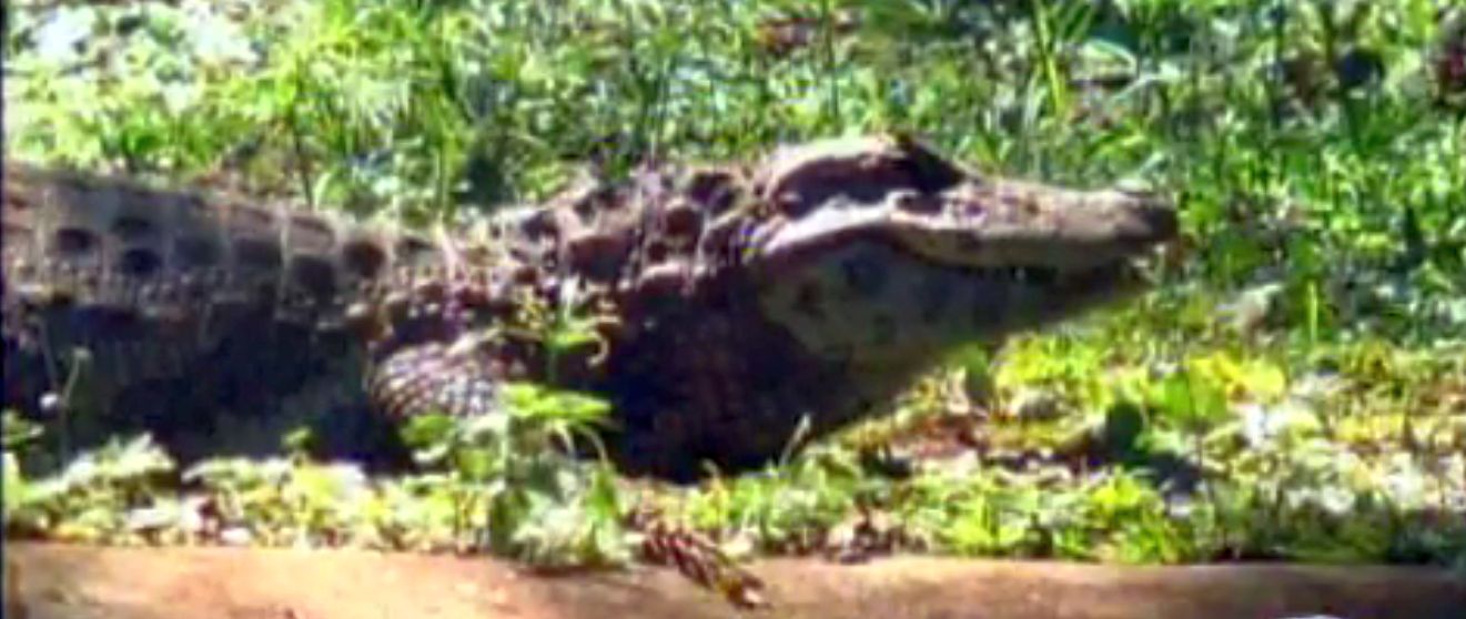 | Reprodução/CATVE