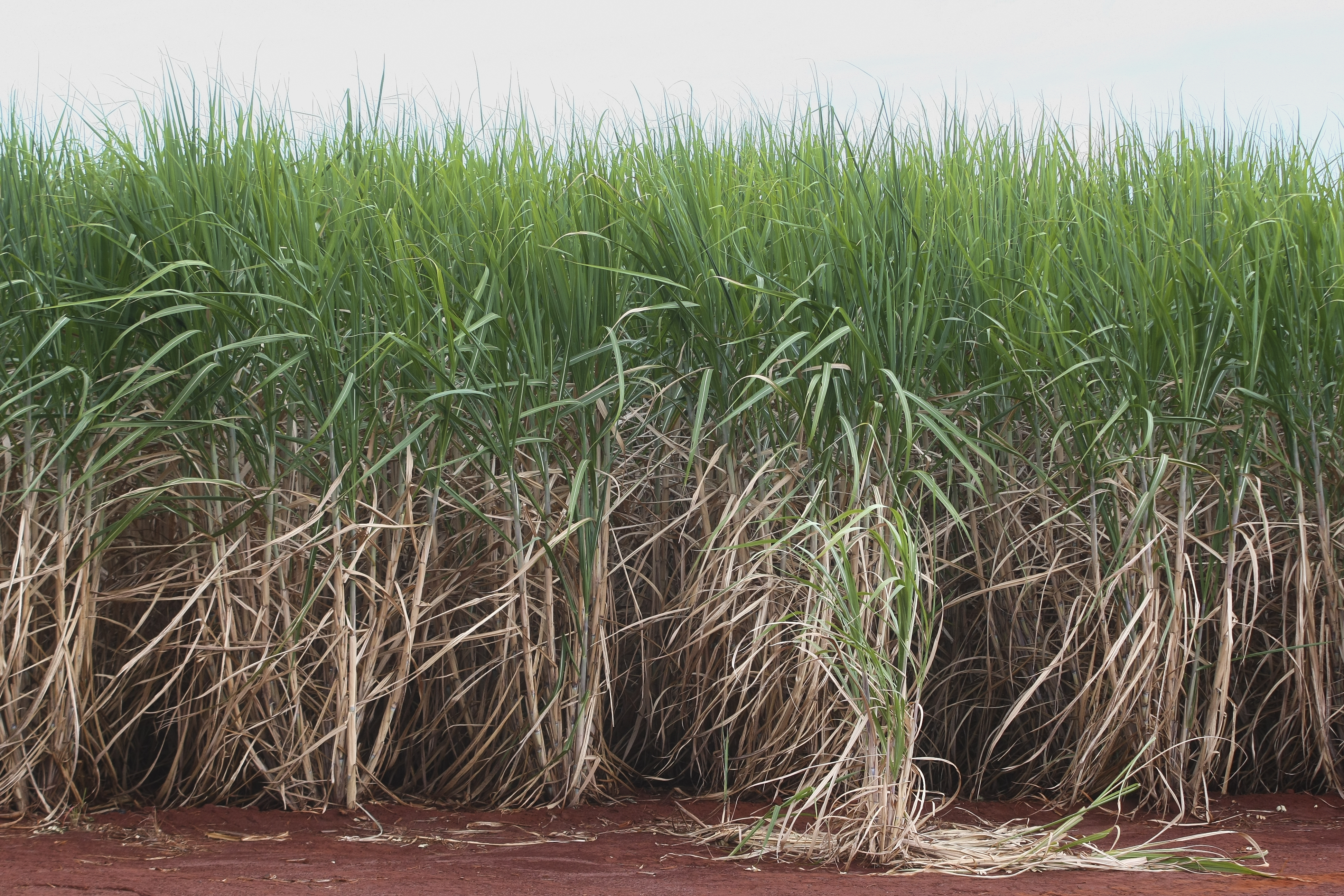 Paraná deve permanecer como o quinto maior produtor de cana, terceiro de açúcar e quinto de álcool | ANDRE RODRIGUES/ANDRE RODRIGUES