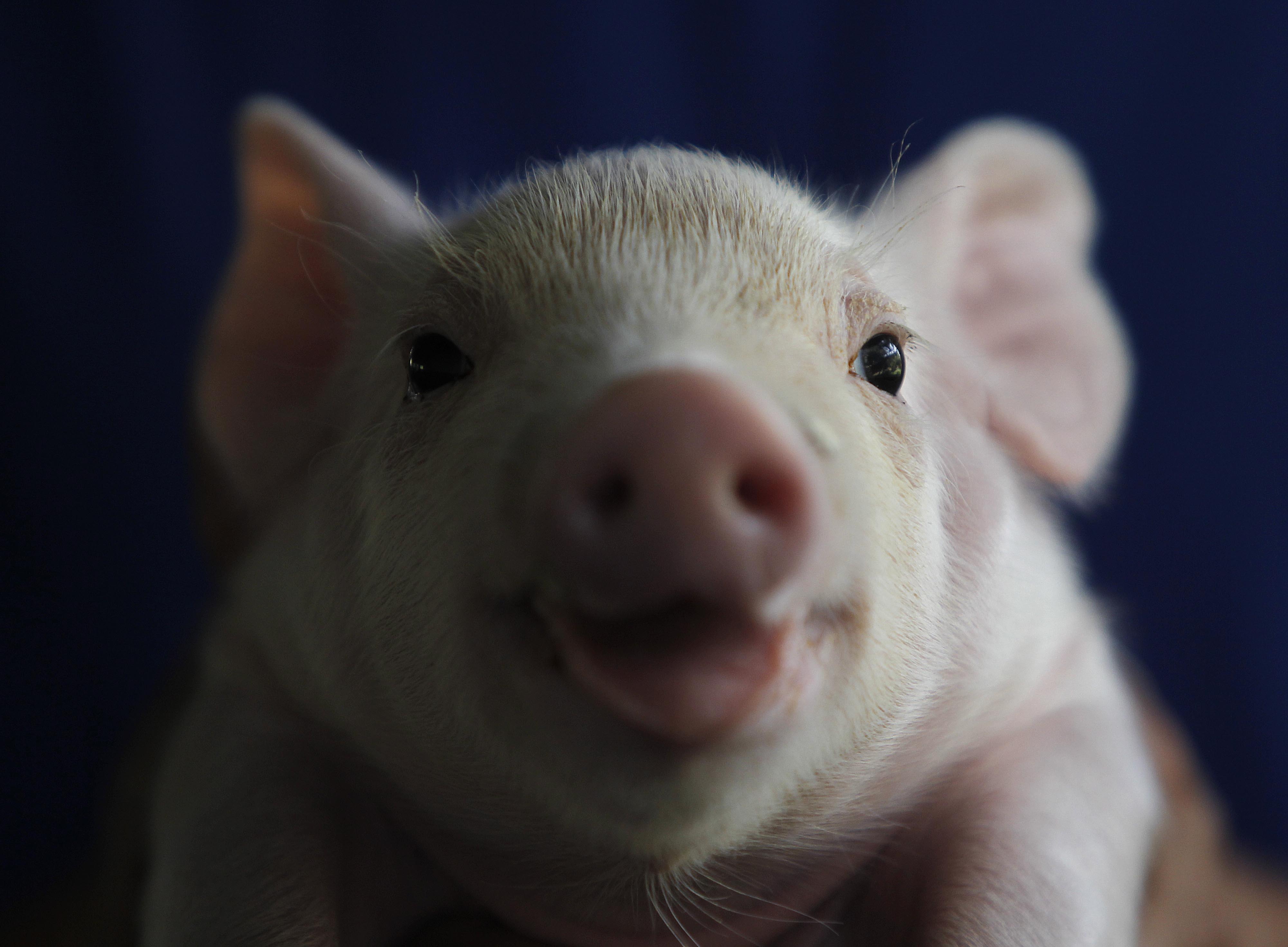 O Paraná tem cerca de 135 mil criadores de suínos, dos quais 30 mil em escala comercial. | Jonathan Campos/Gazeta do Povo