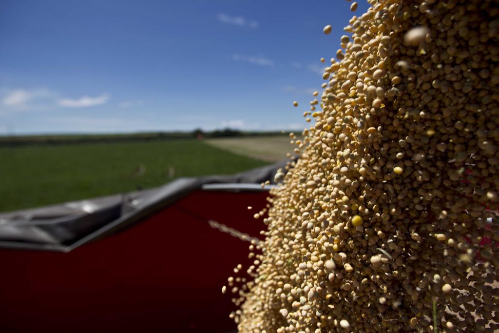 Problemas climáticos em diferentes pontos do País provocaram a revisão para baixo na estimativa para a safra nacional de grãos em 2016, informou o IBGE. | JONATHAN CAMPOS/GAZETA DO POVO