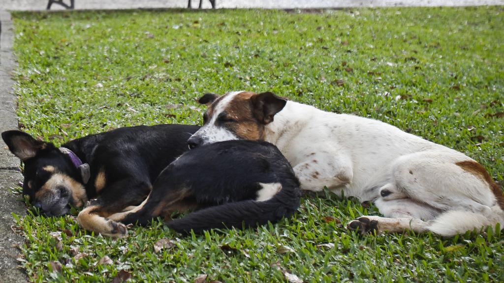 | Daniel Castellano/Gazeta do Povo