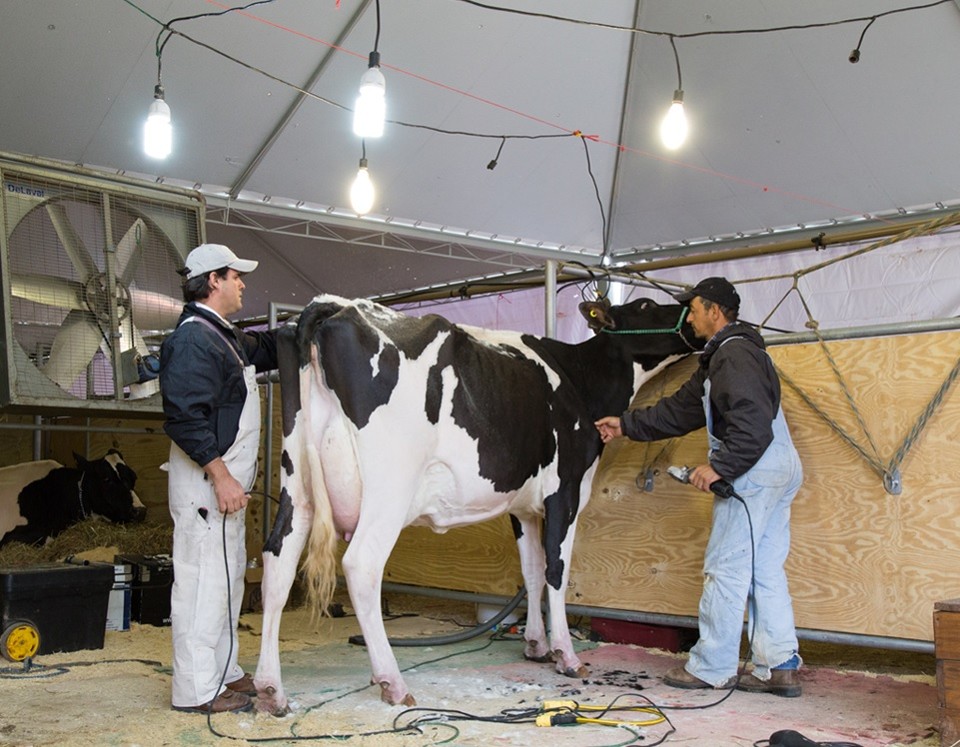 Ontem e hoje foram reservados para os julgamentos de raças, na pista do pavilhão de exposições. Os animais julgados são predominantemente de criadores da região dos Campos Gerais. | ExpoFrísia/Divulgação